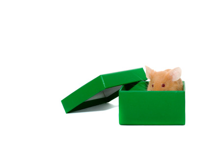 mouse n a box. Isolation on whiteの写真素材