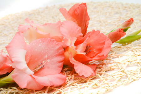 Pink gladiolus on white background\nの写真素材