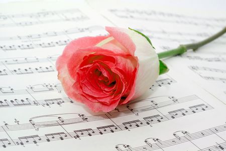 Pink rose on a musical sheet.の写真素材