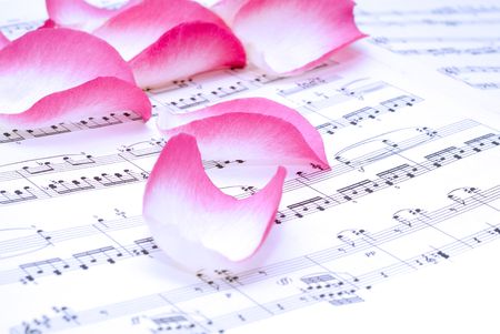 Pink rose on a musical sheet.の写真素材