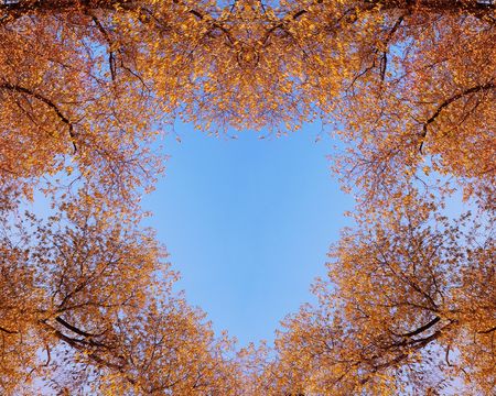 Branches of trees and leaves an autumn. の写真素材