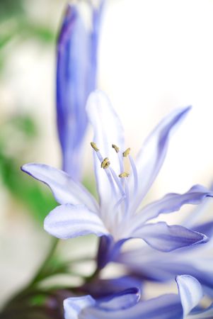 flower. macro/ depth of fieldの写真素材