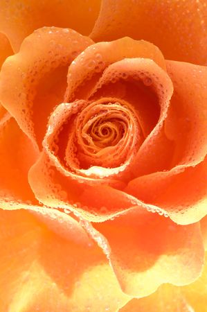 Rose with Water Drops/ backgroundの写真素材