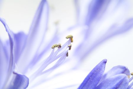 flower. macro/ depth of fieldの写真素材