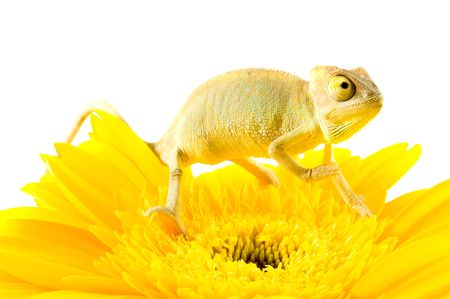 Chameleon on flower. Isolation on whiteの写真素材