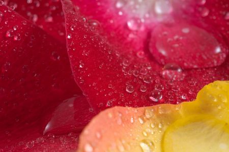 fresh red Rose macro/ backgroundの写真素材