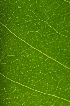 Green leaf.