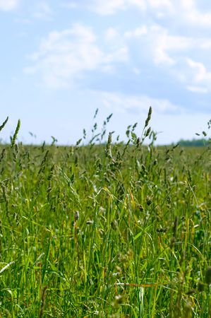 Field on a background of the skyの写真素材