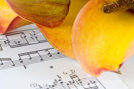 close up of delicate orange calla lilyの写真素材