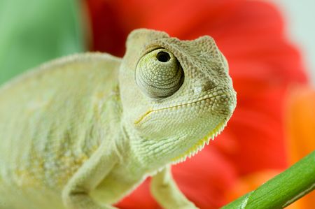 Chameleon on flower. Isolation on whiteの写真素材