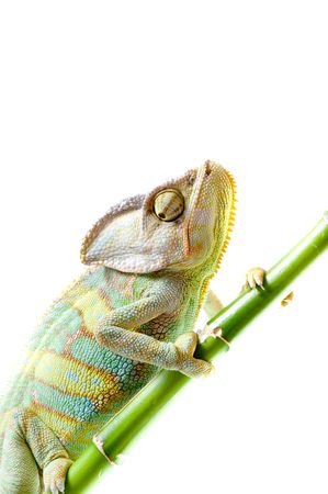 Chameleon on flower. Isolation on whiteの写真素材