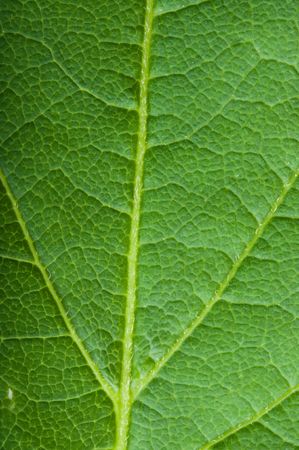 Green leaf.の写真素材