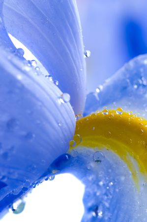 Beautiful fresh iris flowers with waterdrops の写真素材