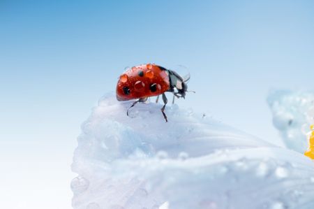 flower petal with ladybug under blue sky
の写真素材