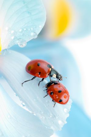 flower petal with ladybug under blue sky
の写真素材
