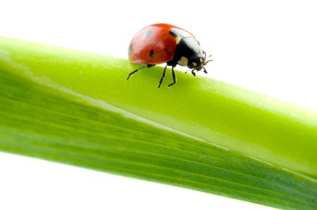 Ladybug sitting on a green grass

の写真素材