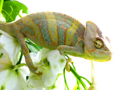 Chameleon on flower. Isolation on whiteの写真素材