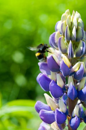 spring flower. Camomiles
の写真素材