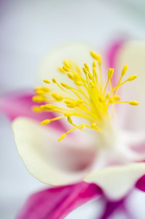 flower/ small DOFの写真素材