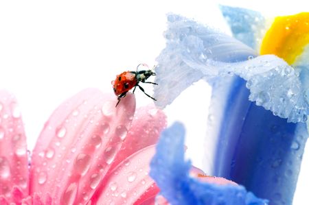 flower petal with ladybug
の写真素材
