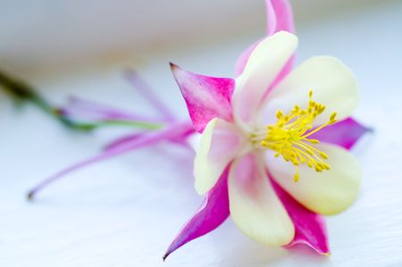 flower/ small DOFの写真素材