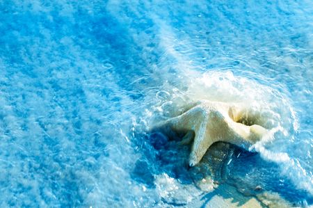 Starfish in the seaの写真素材