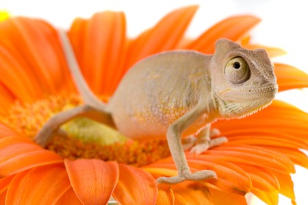 little chameleon in the beautiful colorsの写真素材