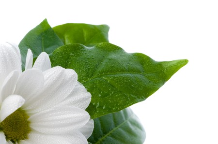 flower and leaves. dew and dropの写真素材