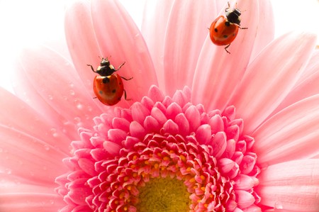 flower petal with lady bug
の写真素材