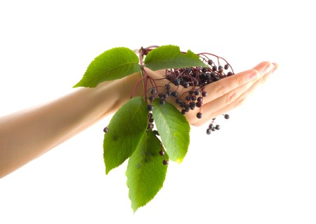 Hands and plant isolated on white background