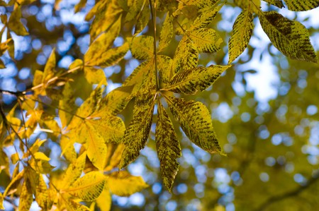 green leavesの写真素材