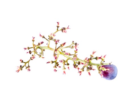 Blue grapesの写真素材