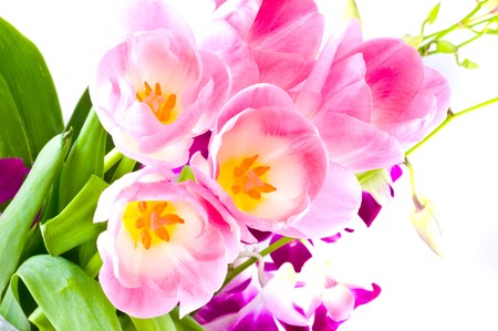  Beautiful pink and white tulips の写真素材