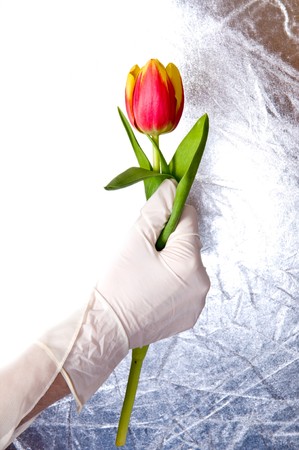 Tulip in a hand in a gloveの写真素材