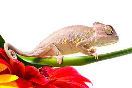 Chameleon on flower. Isolation on whiteの写真素材
