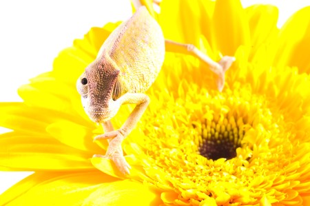 Chameleon on flower. Isolation on whiteの写真素材