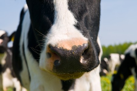 Cows are grazed on meadowの写真素材