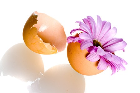 Camomile in egg shell. Isolation on the whiteの写真素材