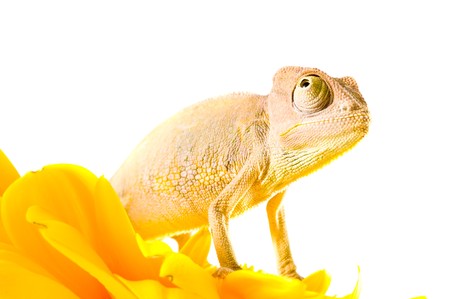 Chameleon on flower. Isolation on whiteの写真素材