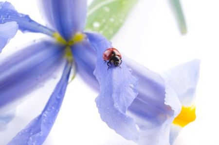 small red  Ladybird on  flowerの写真素材