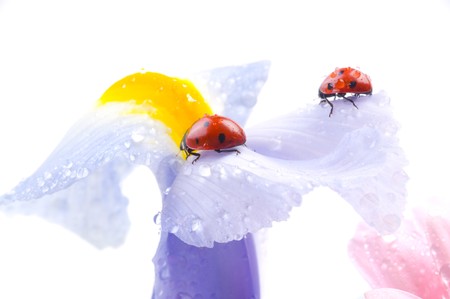 small red  Ladybird on  flowerの写真素材