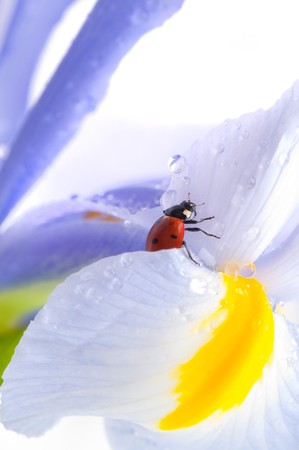 small red  Ladybird on  flowerの写真素材