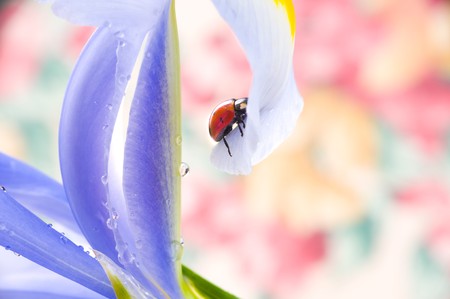 flower petal with ladybug

の写真素材