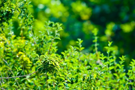 clean green leaves, shallow focusの写真素材