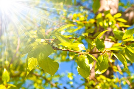 clean green leaves, shallow focus
