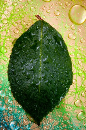 Water drops on plant leaf