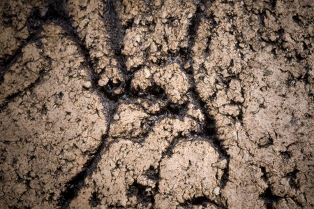 Grunge Wood Backgroundの写真素材