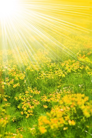 Field of yellow flower