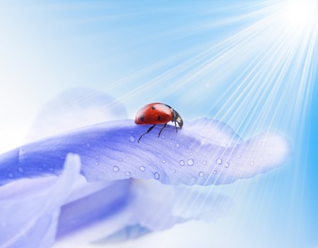 red summer ladybug on flowerの写真素材