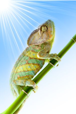 Chameleon on flower. Isolation on whiteの写真素材